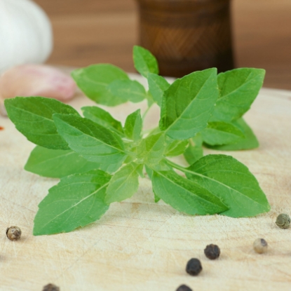 Picture of Basil Green Globe